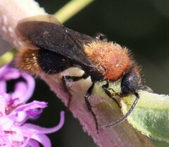 Pseudomethoca propinqua