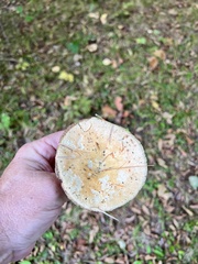 Lactarius deterrimus
