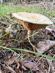Lactarius deterrimus
