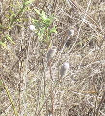Ratibida columnifera