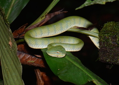 Tropidolaemus subannulatus
