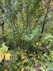 Caragana arborescens