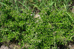 Celtis pallida
