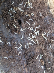 Blaniulus guttulatus