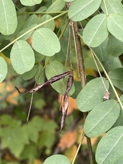 Caragana arborescens
