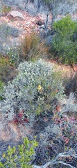 Helichrysum excisum