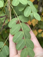 Caragana arborescens