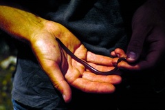 Xerotyphlops vermicularis