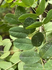 Caragana arborescens