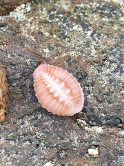 Pusula solandri