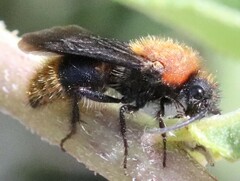 Pseudomethoca propinqua