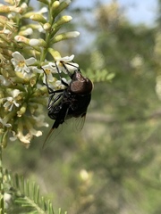 Copestylum violaceum