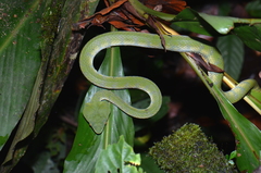Tropidolaemus subannulatus