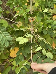 Caragana arborescens