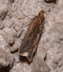 Helcystogramma triannulella