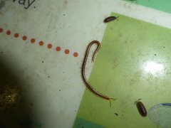 Geophilus carpophagus