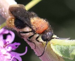 Pseudomethoca propinqua