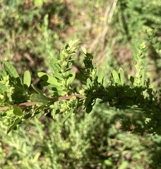Lespedeza