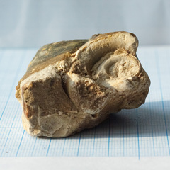 Euomphalina