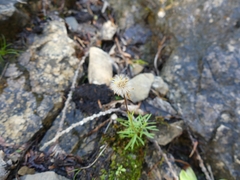 Erigeron hyssopifolius