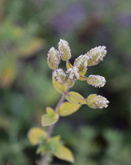 Origanum onites