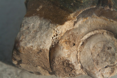 Euomphalina
