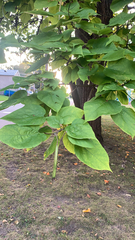 Catalpa speciosa
