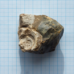 Euomphalina