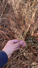 Schizachyrium scoparium