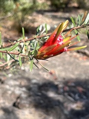 Lambertia formosa