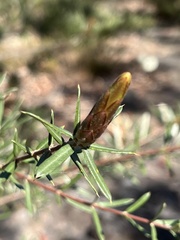 Lambertia formosa