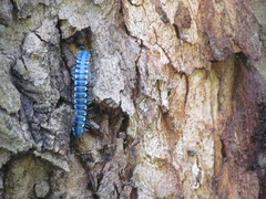 Chromodesmus potosianus