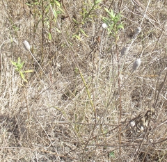 Ratibida columnifera