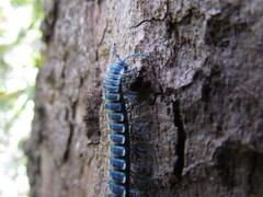 Chromodesmus potosianus