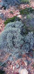 Helichrysum excisum