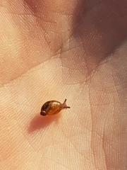 Succinea putris