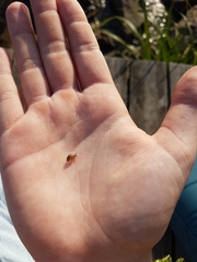 Succinea putris