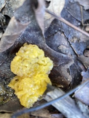 Tremella mesenterica
