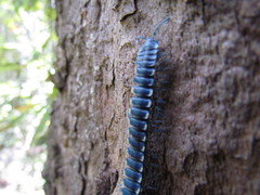 Chromodesmus potosianus