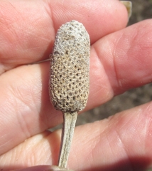 Ratibida columnifera