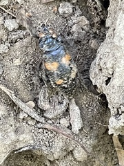 Nicrophorus orbicollis