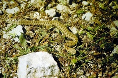 Macrovipera lebetinus