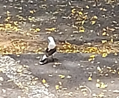 Fluvicola nengeta