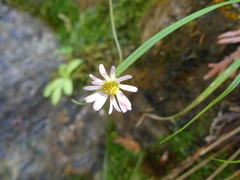 Erigeron hyssopifolius