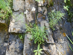 Erigeron hyssopifolius