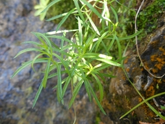 Erigeron hyssopifolius