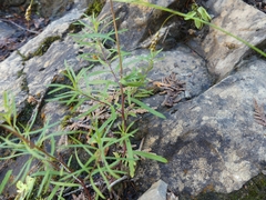 Erigeron hyssopifolius