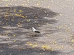 Fluvicola nengeta