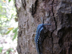 Chromodesmus potosianus