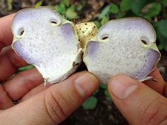 Cortinarius atkinsonianus